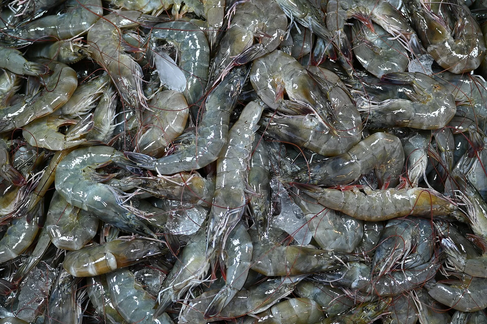 Kabuklu Karides - İthal - Kafasız
